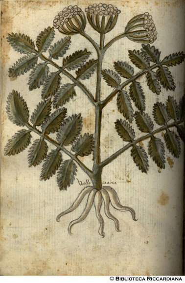 Valloriana (valeriana), c. 141v