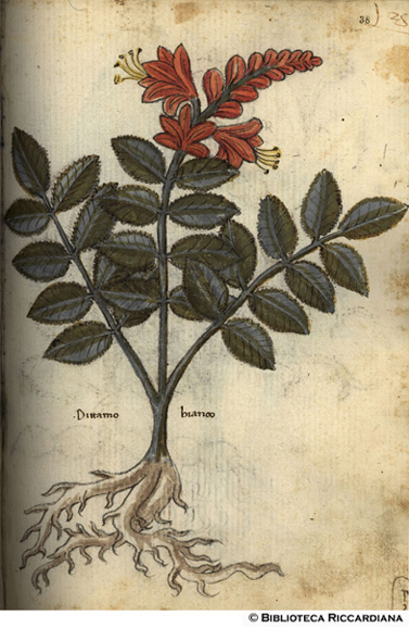 Dittamo bianco, c. 38r