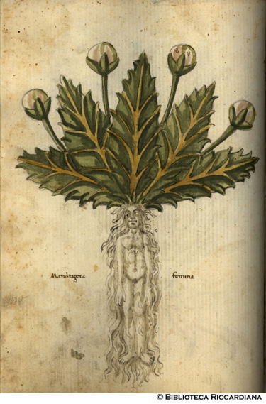 Mandragora femmina, c. 51v