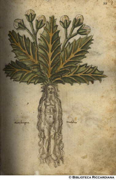 Mandragora maschio, c. 52r