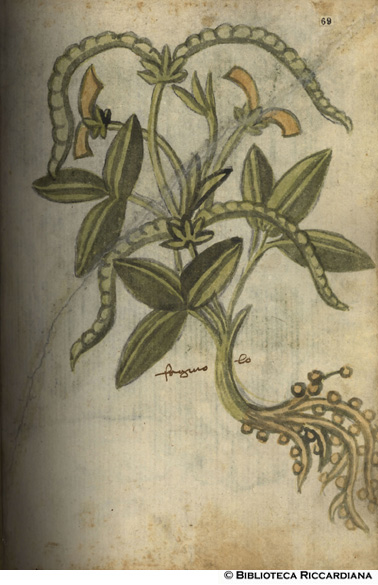 Fagiolo, c. 69r