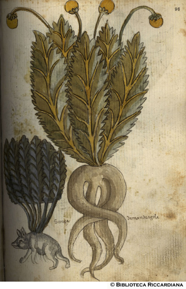 Scorza di mandragola, c. 96r