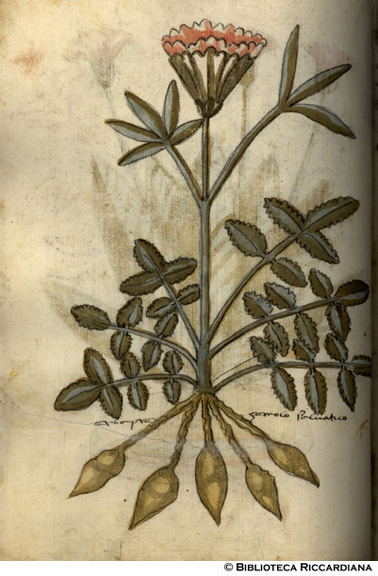 Prezzemolo selvatico, c. 99v