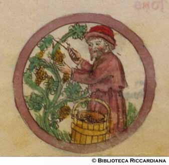 Settembre: la vendemmia, c. 15r